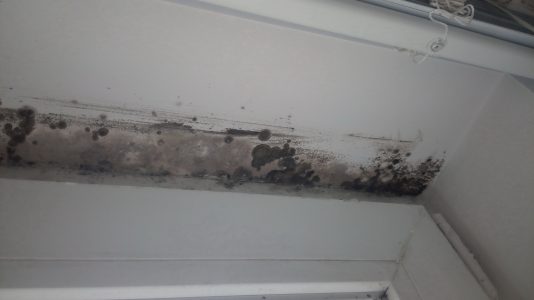 mold