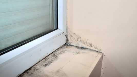 What are the first signs of a fungus or mold in our home?